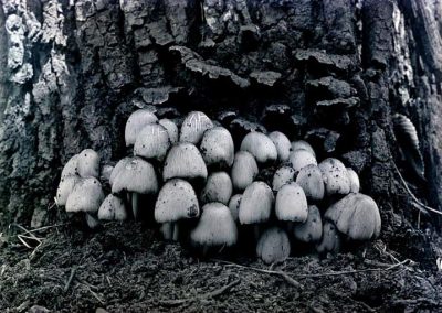 black and white photograph of group of capped mushrooms