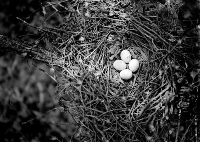 black and white photo of four bird eggs in nest