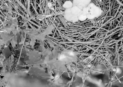 black and white photo of baby birds in nest
