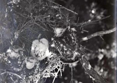 black and white photo of birds in a nest