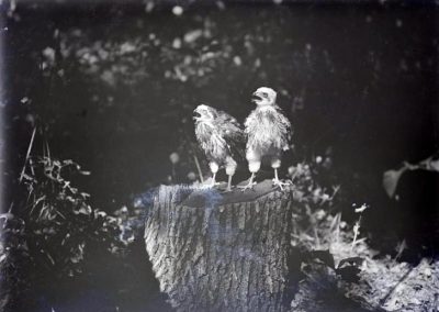 black and white photo of two young birds on tree stump