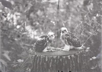 black and photo of two young birds on tree stump