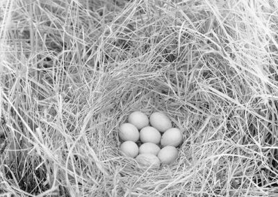 black and white photo of 9 bird eggs in a grass nest