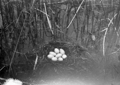 black and white photo of 8 bird eggs in a nest amid reeds and water