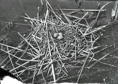 black and white photo of three speckled bird eggs in solid reeds in watery area