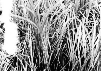 black and white phto of nest amid water and grass reeds