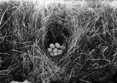 black and white photo of bird eggs in nest in tall grass