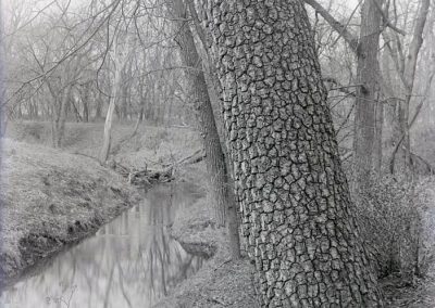 black and white photo of tree trunk near creek