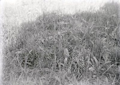 black and white photo of mushroom in grassy area