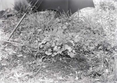 black and white photo of violets in grass