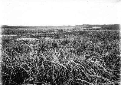 black and white photo of lake with reeds in the water along shore