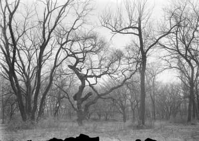 black and white photo of trees and vegetation in woodland area