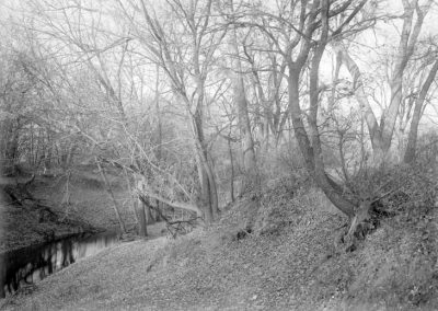 black and white photo of trees and tree roots on embankment next to stream