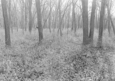 black and white photograph of fallen leaves and trees