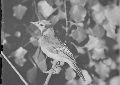 black and white photo of blue jay bird on tree limb with leaves