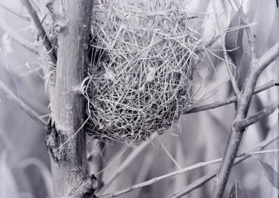 black and white photograph of a bird nest in a tree limbs