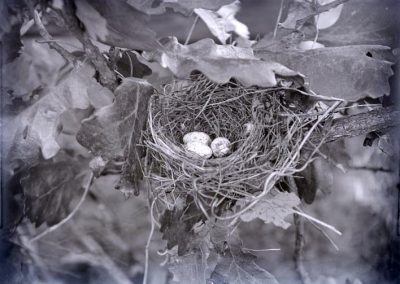 black and white photo of three bird eggs in nest on tree branch with leaves