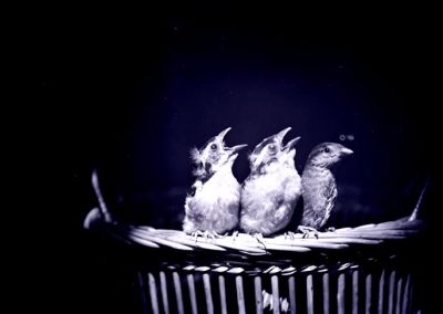 black and white photo, mostly black, of three young birds on side of cane basket