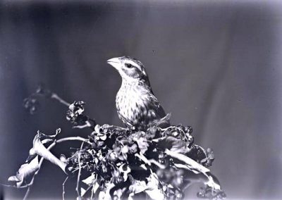 black and white photo of bird seated on branches