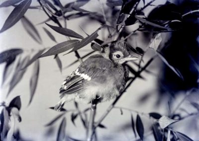 black and white photo of young blue jay on branches