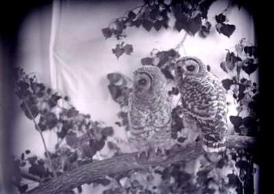 black and white photo of two birds on tree limbs and branches