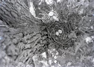 black and white photo of bird nest and two eggs shown along tree branch