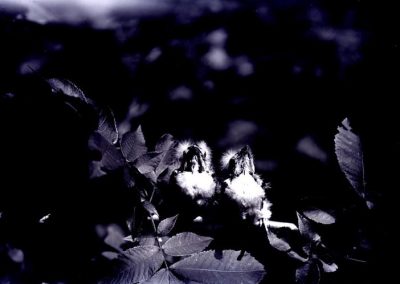 black and white photo, rather dark, of two small birds on a branch with leaves