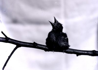 black and white photo of young bird on single branch