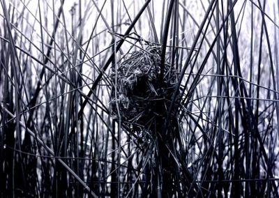 black and white photo of bird nest among reeds
