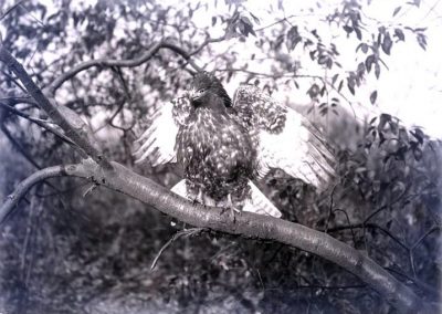 black and white photo of bird with wings expanded