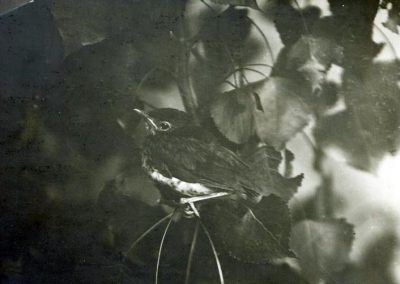 black and white photo of young bird