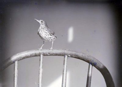 black and white photo of bird on chair back