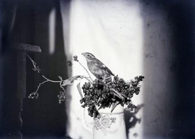 black and white photo of bird on berrie and pitcher