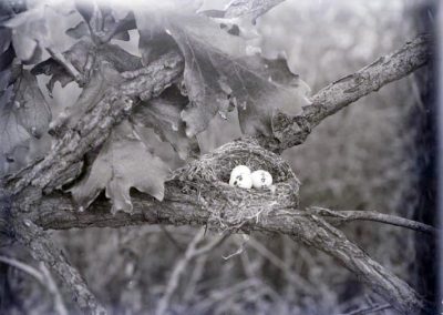 black and white photo of eggs and nest