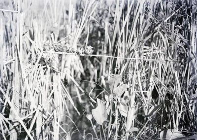 black and white photo of five birds on a reed
