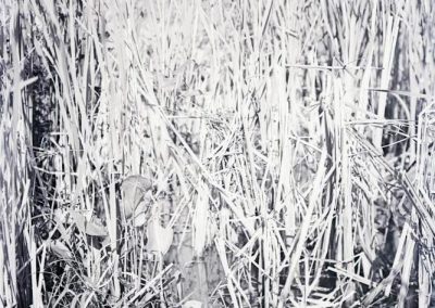 black and white photo of bird nest in reeds in water