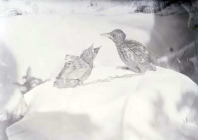 black and white photo of two baby birds