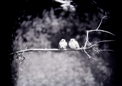 black and white photo of two birds on small branch