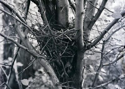 black and white photo of bird nest in tree