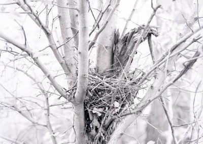 black and white photo of bird nest in tree
