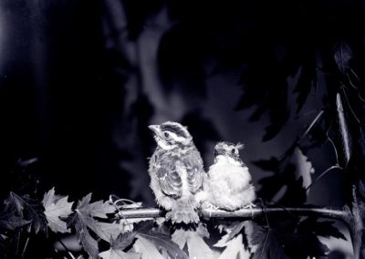 black and white photo of two birds on branch