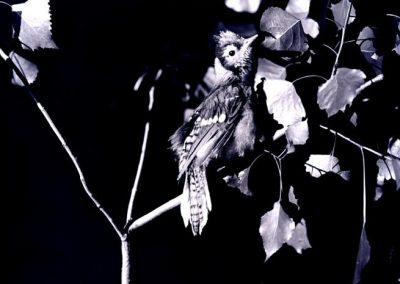 black and white photo of bird on twig with leaves