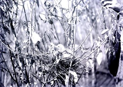 black and white photo of bird in nest