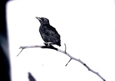 black and white photo of bird on twig
