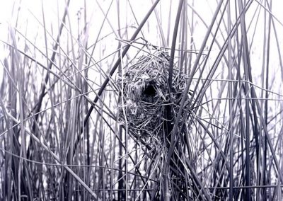 black and white photo of bird nest in reeds
