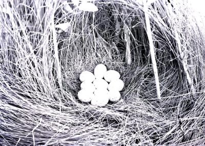 black and white photo of bird eggs in nest