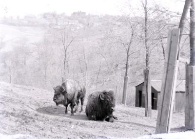 black and white photo of two bison