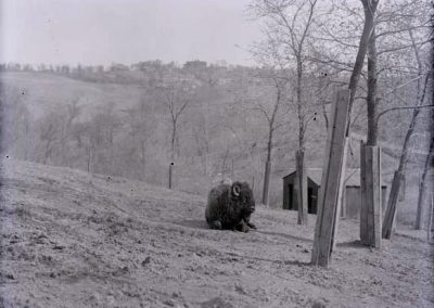 black and white photo of single bison
