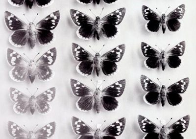 black and white photo of pinned butterflies