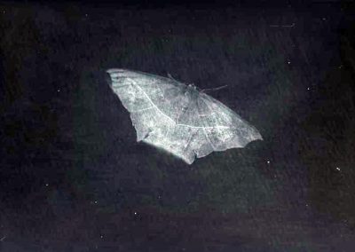 black and white photo of moth and spread wings
